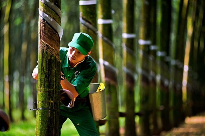 Lợi nhuận doanh nghiệp cao su tăng mạnh theo giá bán