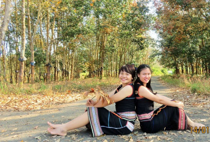 Đăk Hà mùa cao su thay lá